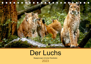 Der Luchs – Begegnungen mit einer Raubkatze (Tischkalender 2023 DIN A5 quer) von Metzger,  Ralf