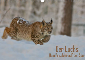 Der Luchs – Dem Pinselohr auf der Spur (Wandkalender 2022 DIN A3 quer) von Rosengarten,  Stefan