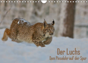 Der Luchs – Dem Pinselohr auf der Spur (Wandkalender 2023 DIN A4 quer) von Rosengarten,  Stefan