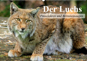 Der Luchs. Pinselohren und Bernsteinaugen (Wandkalender 2022 DIN A2 quer) von Stanzer,  Elisabeth