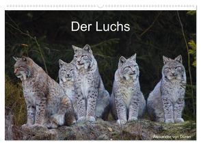 Der Luchs (Wandkalender 2024 DIN A2 quer), CALVENDO Monatskalender von von Düren,  Alexander