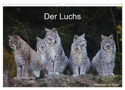 Der Luchs (Wandkalender 2024 DIN A3 quer), CALVENDO Monatskalender von von Düren,  Alexander