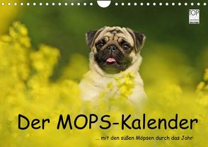 Der MOPS-Kalender (Wandkalender 2022 DIN A4 quer) von Köntopp,  Kathrin