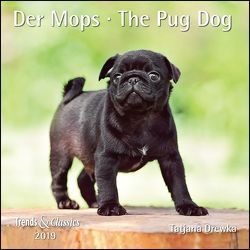 Der Mops The Pug Dog 2019 – Broschürenkalender – Wandkalender – mit herausnehmbarem Poster – Format 30 x 30 cm von Drewka,  Tatjana, DUMONT Kalenderverlag