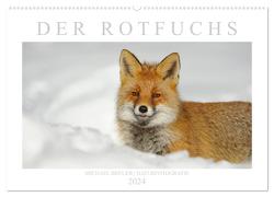 Der Rotfuchs (Wandkalender 2024 DIN A2 quer), CALVENDO Monatskalender von Breuer,  Michael