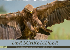 Der Schreiadler (Clanga pomarina) – Deutschands kleinster und stark gefährdeter Adler. (Wandkalender 2023 DIN A2 quer) von Wünsche,  Arne