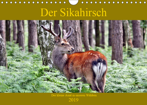 Der Sikahirsch – Der kleine Asiat in unseren Wäldern (Wandkalender 2019 DIN A4 quer) von Klatt,  Arno