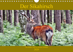 Der Sikahirsch – Der kleine Asiat in unseren Wäldern (Wandkalender 2020 DIN A4 quer) von Klatt,  Arno