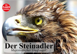 Der Steinadler. Majestätischer Greifvogel (Wandkalender 2023 DIN A2 quer) von Stanzer,  Elisabeth