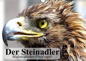 Der Steinadler. Majestätischer Greifvogel (Wandkalender 2023 DIN A3 quer) von Stanzer,  Elisabeth