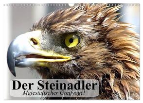 Der Steinadler. Majestätischer Greifvogel (Wandkalender 2024 DIN A3 quer), CALVENDO Monatskalender von Stanzer,  Elisabeth