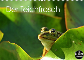 Der Teichfrosch (Wandkalender 2022 DIN A2 quer) von Schmutzler-Schaub,  Christine