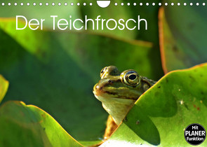 Der Teichfrosch (Wandkalender 2022 DIN A4 quer) von Schmutzler-Schaub,  Christine