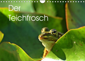 Der Teichfrosch (Wandkalender 2022 DIN A4 quer) von Schmutzler-Schaub,  Christine