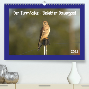 Der Turmfalke – Beliebter Dauergast (Premium, hochwertiger DIN A2 Wandkalender 2021, Kunstdruck in Hochglanz) von Andreas Lederle,  Kevin