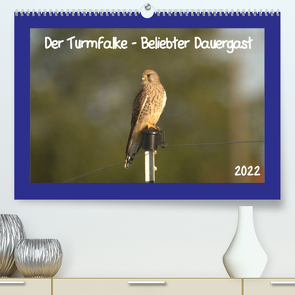 Der Turmfalke – Beliebter Dauergast (Premium, hochwertiger DIN A2 Wandkalender 2022, Kunstdruck in Hochglanz) von Andreas Lederle,  Kevin