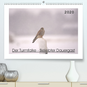 Der Turmfalke – Beliebter Dauergast (Premium, hochwertiger DIN A2 Wandkalender 2020, Kunstdruck in Hochglanz) von Andreas Lederle,  Kevin