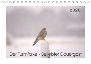 Der Turmfalke – Beliebter Dauergast (Tischkalender 2020 DIN A5 quer) von Andreas Lederle,  Kevin