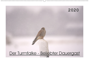 Der Turmfalke – Beliebter Dauergast (Wandkalender 2020 DIN A2 quer) von Andreas Lederle,  Kevin