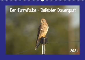 Der Turmfalke – Beliebter Dauergast (Wandkalender 2021 DIN A2 quer) von Andreas Lederle,  Kevin