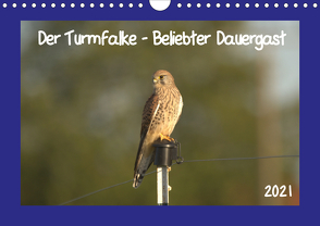 Der Turmfalke – Beliebter Dauergast (Wandkalender 2021 DIN A4 quer) von Andreas Lederle,  Kevin