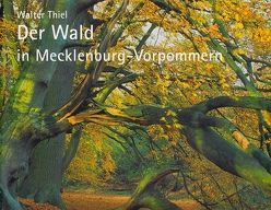 Der Wald in Mecklenburg-Vorpommern von Backhaus,  Till, Thiel,  Walter