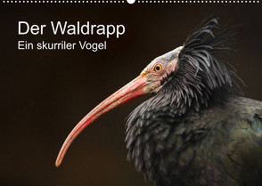 Der Waldrapp – Ein skurriler Vogel (Wandkalender 2023 DIN A2 quer) von the Snow Leopard,  Cloudtail