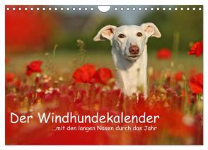 Der Windhundekalender (Wandkalender 2024 DIN A4 quer), CALVENDO Monatskalender von Köntopp,  Kathrin