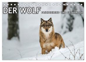 DER WOLF – faszinierend und gefährlich (Tischkalender 2024 DIN A5 quer), CALVENDO Monatskalender von Haidl - www.chphotography.de,  Christian