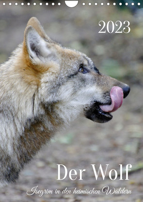 Der Wolf – Isegrim in den heimischen Wäldern – Kalender 2023 (Wandkalender immerwährend DIN A4 hoch) von Rohde,  Angela