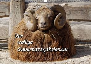 Der wollige Geburtstagskalender (Wandkalender immerwährend DIN A3 quer) von Berg,  Martina