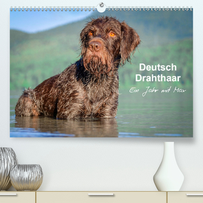 Deutsch Drahthaar – Ein Jahr mit Max (Premium, hochwertiger DIN A2 Wandkalender 2021, Kunstdruck in Hochglanz) von wuffclick-pic