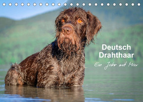 Deutsch Drahthaar – Ein Jahr mit Max (Tischkalender 2022 DIN A5 quer) von wuffclick-pic