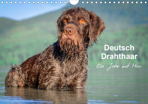 Deutsch Drahthaar – Ein Jahr mit Max (Wandkalender 2021 DIN A4 quer) von wuffclick-pic