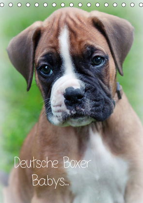 Deutsche Boxer Babys… (Tischkalender 2021 DIN A5 hoch) von Schwalm Böttcher,  Nicole