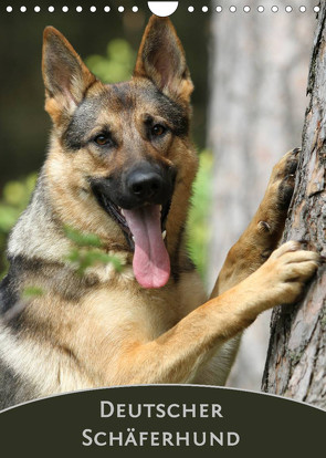 Deutscher Schäferhund (Wandkalender 2022 DIN A4 hoch) von Steininger,  Claudia