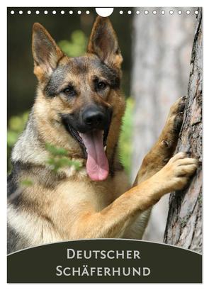 Deutscher Schäferhund (Wandkalender 2024 DIN A4 hoch), CALVENDO Monatskalender von Steininger,  Claudia