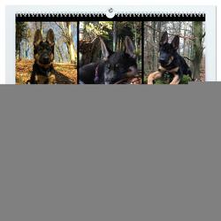 Deutscher Schäferhund-Welpe – aus der Ostdeutschen Arbeitslinie (hochwertiger Premium Wandkalender 2024 DIN A2 quer), Kunstdruck in Hochglanz von Riedel,  Tanja