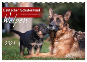 Deutscher Schäferhund – Welpen / CH-Version (Wandkalender 2024 DIN A2 quer), CALVENDO Monatskalender von Schiller,  Petra