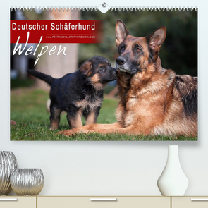 Deutscher Schäferhund – Welpen (Premium, hochwertiger DIN A2 Wandkalender 2023, Kunstdruck in Hochglanz) von Schiller,  Petra