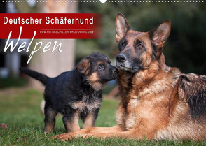 Deutscher Schäferhund – Welpen (Wandkalender 2023 DIN A2 quer) von Schiller,  Petra