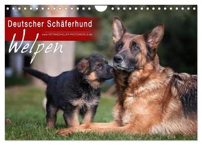 Deutscher Schäferhund – Welpen (Wandkalender 2024 DIN A4 quer), CALVENDO Monatskalender von Schiller,  Petra