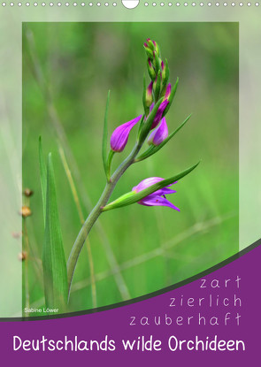 Deutschlands wilde Orchideen (Wandkalender 2023 DIN A3 hoch) von Löwer,  Sabine