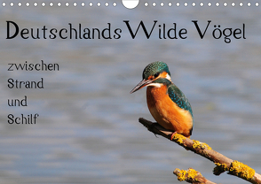 Deutschlands wilde Vögel zwischen Strand und Schilf (Wandkalender 2020 DIN A4 quer) von Lebeus,  Marvin