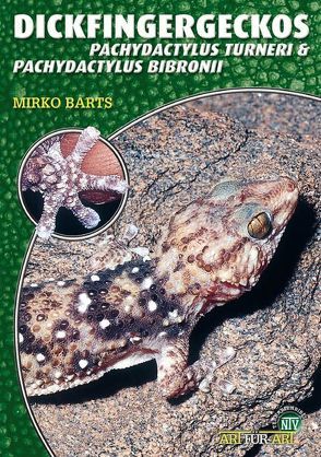 Dickfingergeckos von Barts,  Mirko