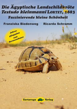 Die Ägyptische Landschildkröte Testudo kleinmanni Lortet, 1883 von Biedenweg,  Franziska, Schramm,  Ricarda