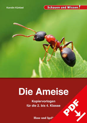 Die Ameise – Kopiervorlagen für die 2. bis 4. Klasse von Küntzel ,  Karolin