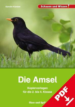 Die Amsel – Kopiervorlagen für die 2. bis 4. Klasse von Küntzel ,  Karolin