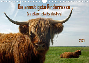 die anmutigste Rinderrasse – Das schottische Hochlandrind (Wandkalender 2021 DIN A4 quer) von N.,  N.