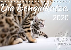 Die Bengalkatze. Edition Jungtiere (Tischkalender 2020 DIN A5 quer) von Banker,  Sylvio